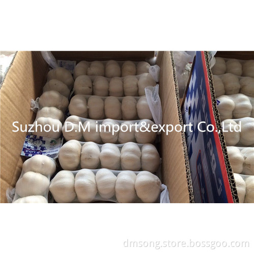 White garlic export